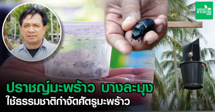 ปราชญ์มะพร้าว บางละมุง ใช้ธรรมชาติกำจัดศัตรูมะพร้าว
