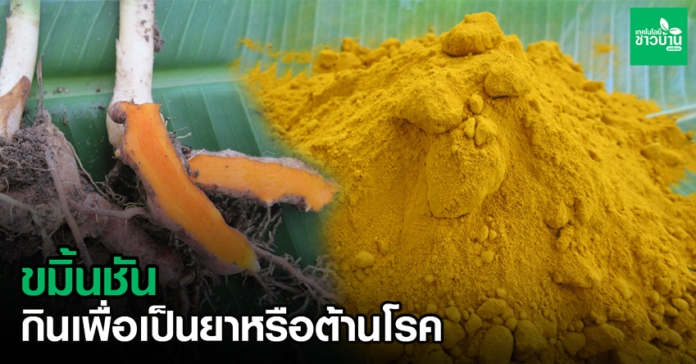 ขมิ้นชัน สารพันคุณค่า กินเพื่อเป็นยาหรือต้านโรค