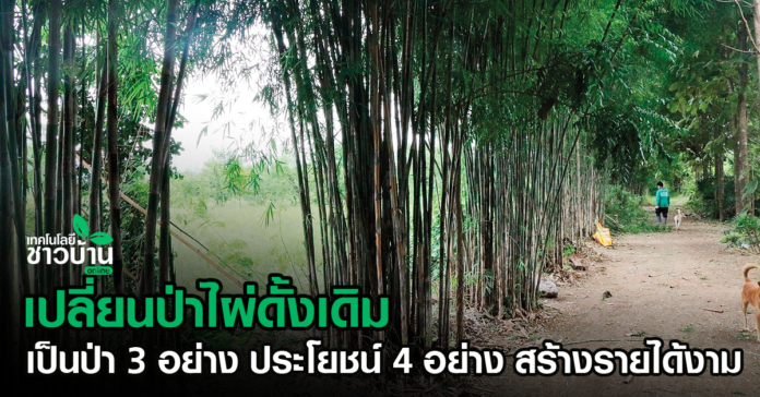 สร้างรายได้งามเปลี่ยนป่าไผ่ดั้งเดิม