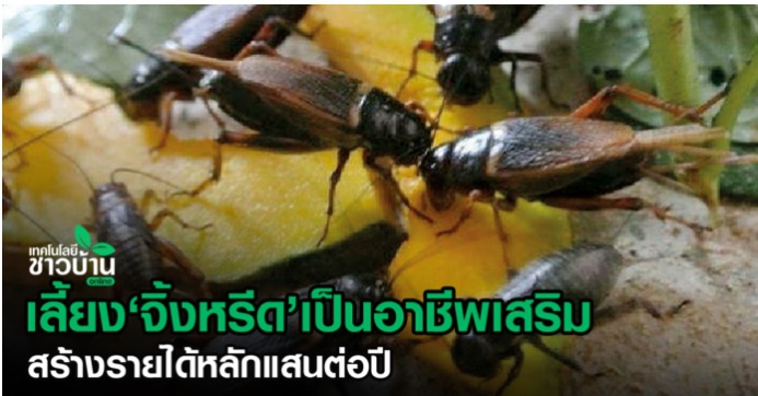 ประชาสัมพันธ์เลี้ยงจิ้งหรีดเป็นรายได้เสริม