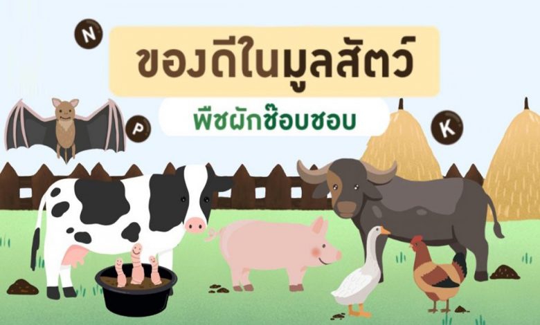 “ปุ๋ยคอก” ในมูลสัตว์มีประโยชน์ต่อพืชผักในสวน