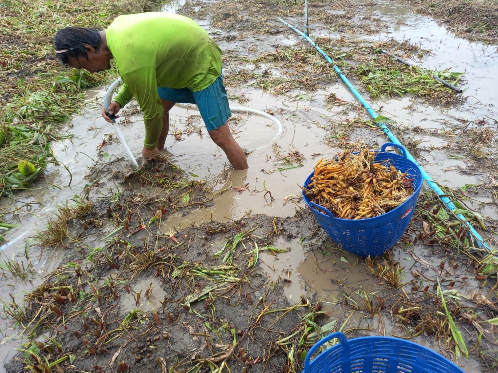 กรมส่งเสริมการเกษตร