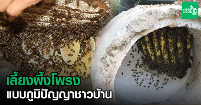 เลี้ยงผึ้งโพรงแบบภูมิปัญญาชาวบ้าน