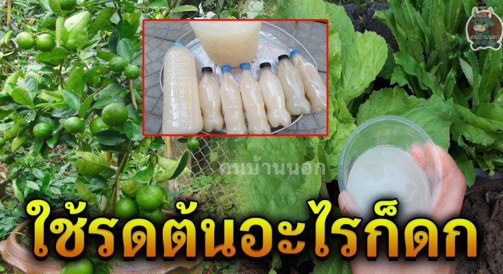 สูตรจากน้ำซาวข้าว