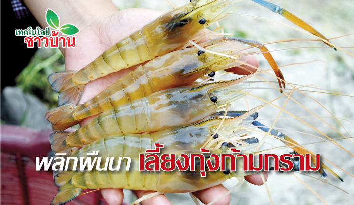 เกษตรกรกาฬสินธุ์พลิกผืนนา