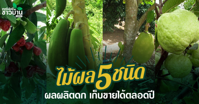 เกษตรกรมืออาชีพ!ปลูกไม้ผล5ชนิดผลผลิตดก