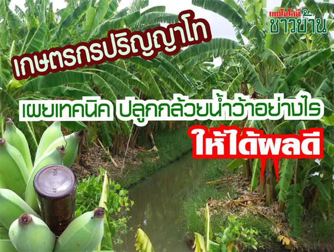 เกษตรกรปริญญาโทเผยเทคนิคปลูกกล้วยน้ำว้าอย่างไร