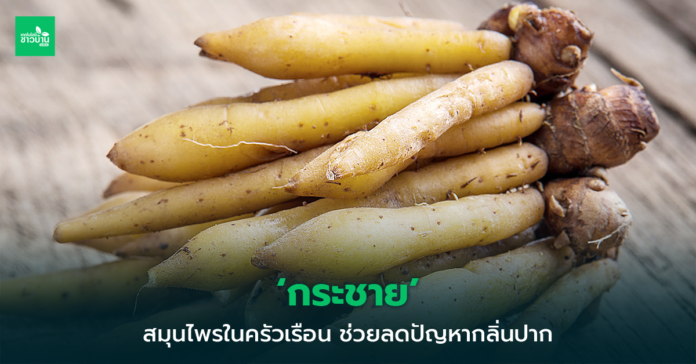 กระชาย สมุนไพรลดกลิ่นปาก