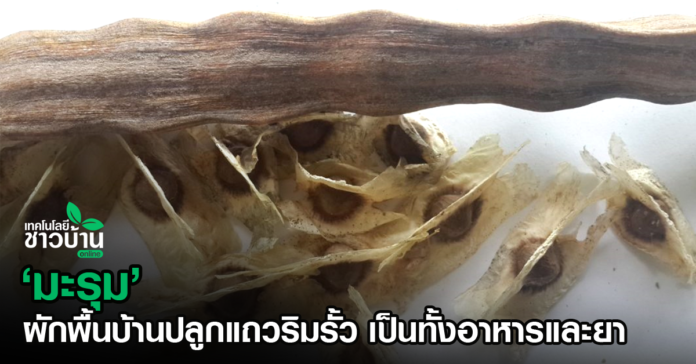ชาใบบัวบก เครื่องดื่มเพื่อสุขภาพ