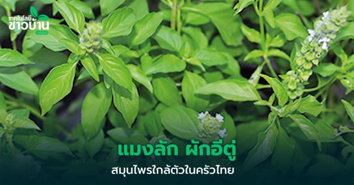 แมงลัก ผักอีตู่ สมุนไพรใกล้ตัวในครัวไทย