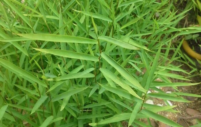 ไผ่จืดขยายพันธุ์แยกกอปักชำหญ้าคล้ายไผ่