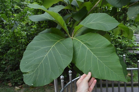 กรดไหลย้อน หายขาดได้ด้วยสมุนไพรภูมิปัญญาชาวบ้าน