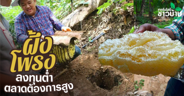 “เลี้ยงผึ้งโพรง”สร้างรายได้ดีไม่มีใครเหมือน