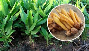 หนุ่มนครปฐม ปลูกกระชายเป็นรายได้เสริม โกย 2-3 แสน/ไร่