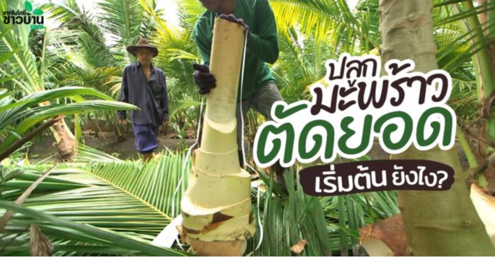 การปลูกมะพร้าวเพื่อ “ตัดยอด” ขาย เริ่มยังไง?