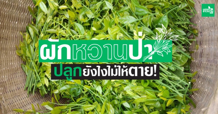 “ผักหวาน”ใครก็ว่าปลูกง่ายดูแลยาก…ทำยังไง?