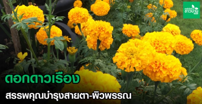 ดอกดาวเรืองสรรพคุณบำรุงสายตา-ผิวพรรณ