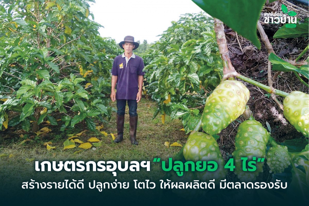 ต้นยอ