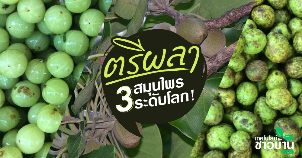 มหัศจรรย์“ตรีผลา”ไม้ผล3ชนิดต้านชราที่ดังไกลทั่วโลก!