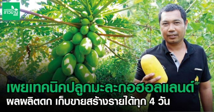 ประธานYSFสตูลเผยเทคนิคปลูกมะละกอฮอลแลนด์