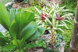 สับปะรดสีหรือบรอมีเลียด(Bromeliad)เป็นพืชในวงศ์