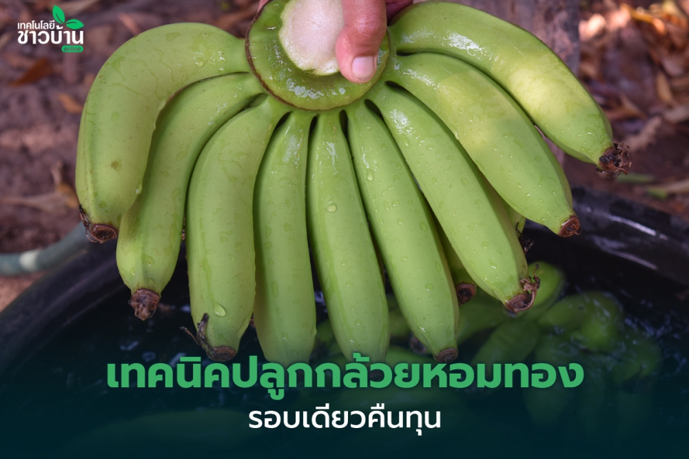 ประชาสัมพันธ์เกษตรกรต้นแบบสาขาพืชสวน