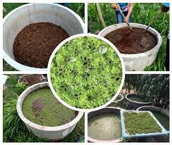 การทำปุ๋ยหมักสูตรแหนแดง