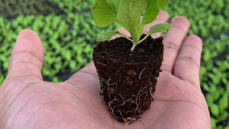 จัดอันดับผลผลิตที่ปลูกง่ายขายได้ดี