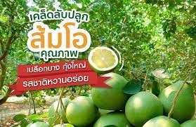 เคล็ดลับปลูก“ส้มโอคุณภาพ”เปลือกบาง