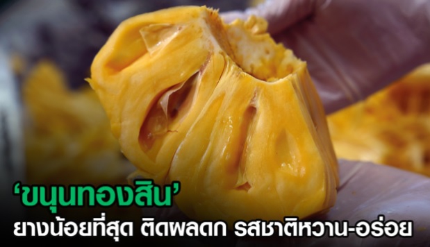 (ขนุนทองสิน) ขนุนยางน้อย ติดผลดก รสชาติหวาน อร่อย