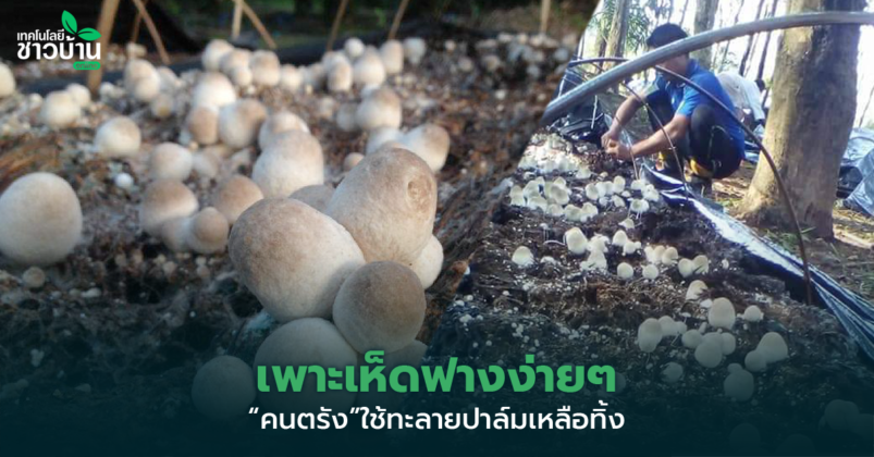 คนตรัง เพาะเห็ดฟางง่ายๆ โดยใช้ทะลายปาล์มเหลือทิ้ง