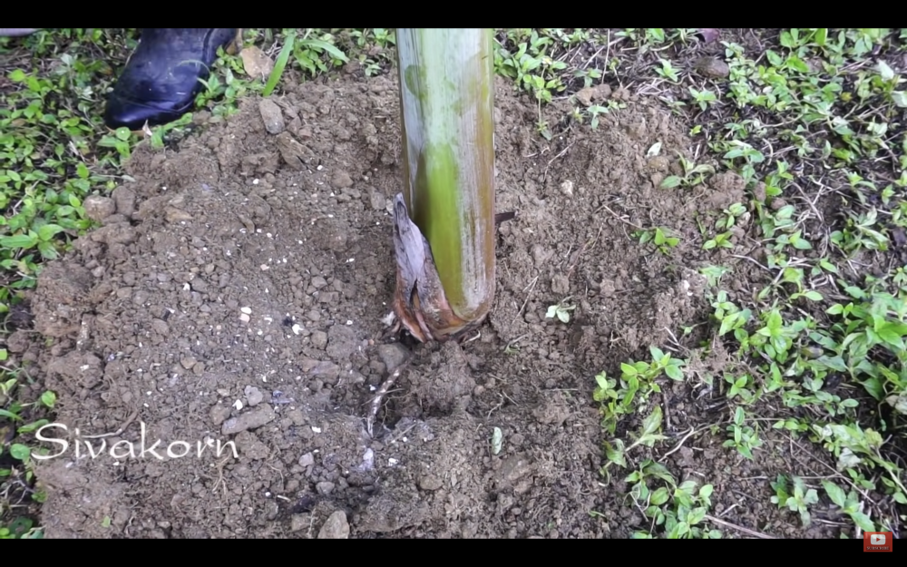 รวม 3 วิธีปลูกกล้วยให้โตไว ห่างไกลโรคกล้วยตายพราย