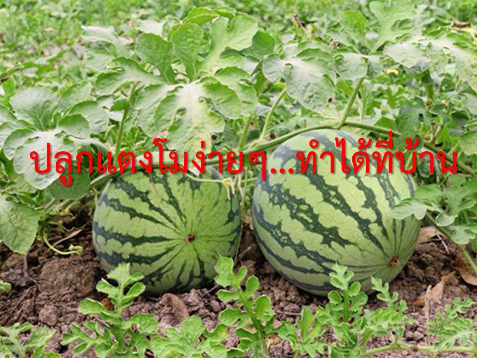 ปลูกแตงโมง่ายๆ…ทำได้ที่บ้าน