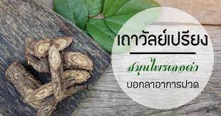 เถาวัลย์เปรียง คำตอบของสมุนไพรแก้กษัย แก้ปวดเมื่อย