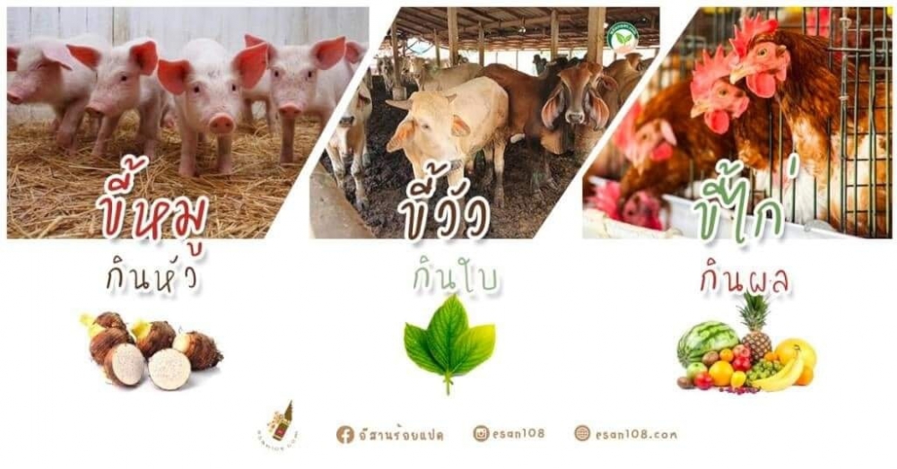 “ขี้หมูกินหัว ขี้วัวกินใบ ขี้ไก่กินผล”