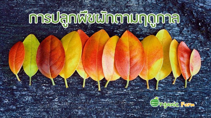 การปลูกพืชผักตามฤดูกาล