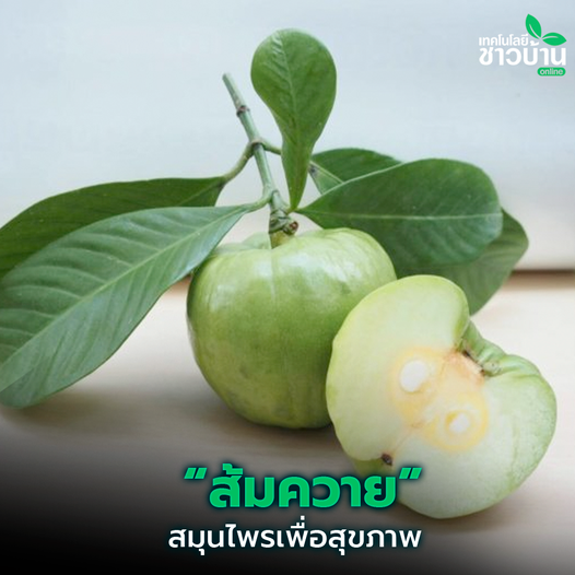 ส้มควายสมุนไพรเพื่อสุขภาพ