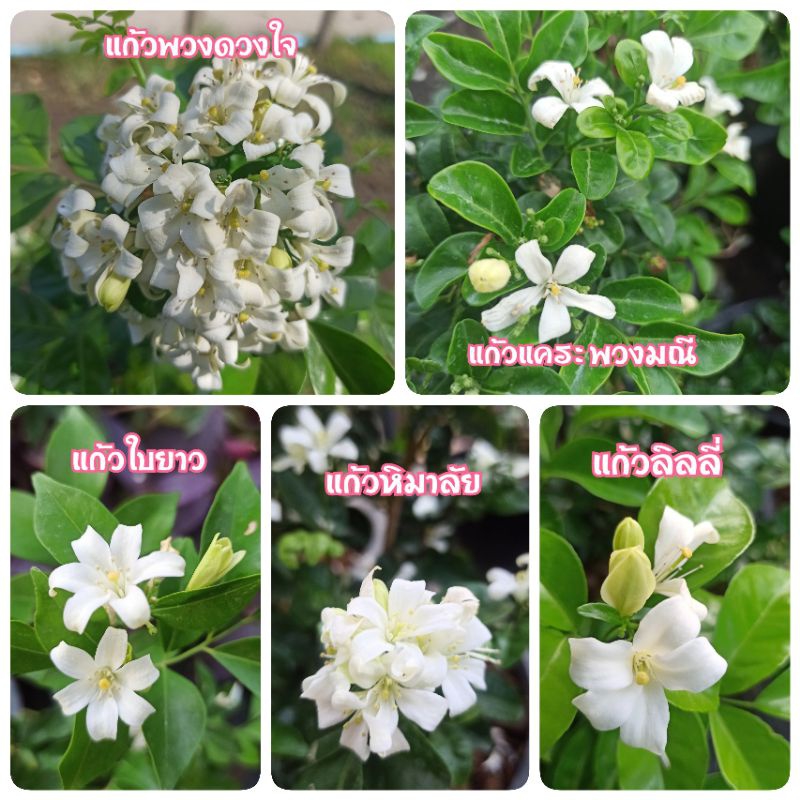 แก้วพวงดวงใจ-แก้วลิลลี่