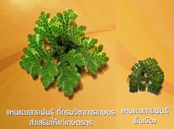 แหนแดงแห้งทดแทนปุ๋ยเคมีในแปลงพืชผัก