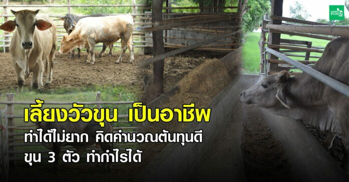 เลี้ยงวัวขุนเป็นอาชีพเสริมทำได้ไม่ยาก