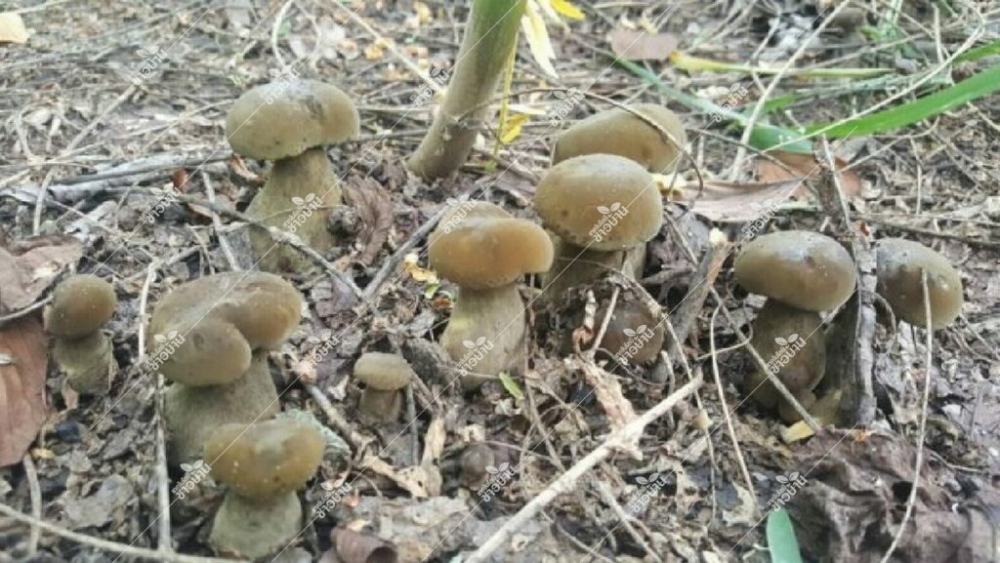 แนะ 3 เทคนิค ทำให้เกิดดอกเห็ดตับเต่าอย่างง่าย