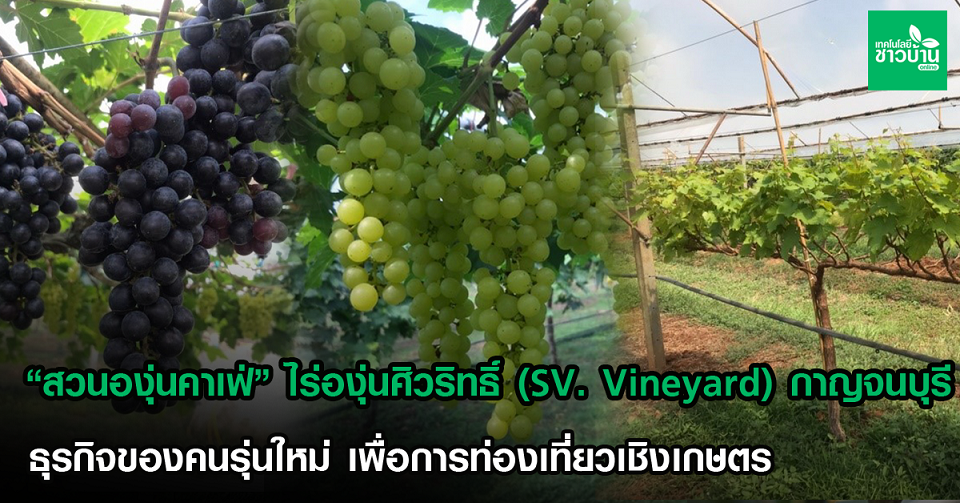“สวนองุ่นคาเฟ่”