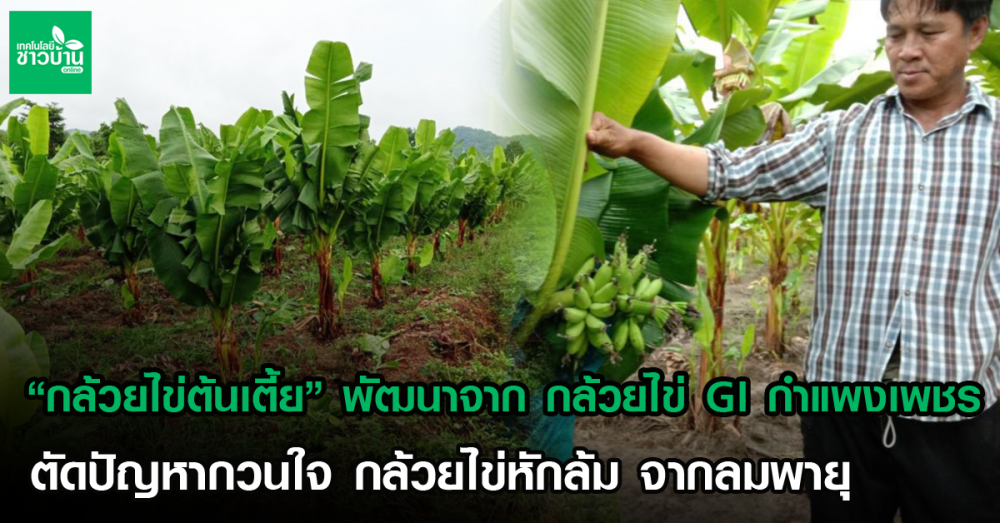 “กล้วยไข่ต้นเตี้ย”