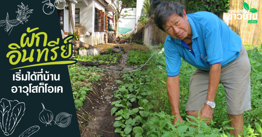 มีพื้นที่จำกัดแต่อยากปลูก‘ผักอินทรีย์’