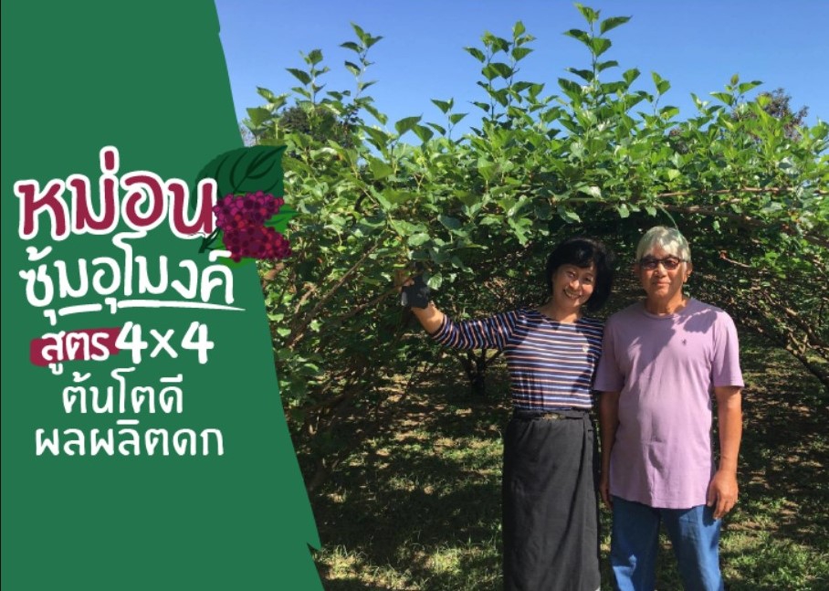 ปลูก“หม่อน”แบบซุ้มอุโมงค์ทำปุ๋ยหมักคุณภาพ