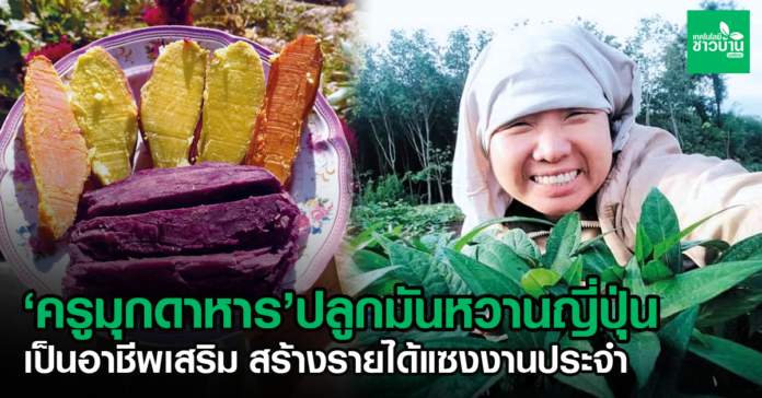 “ครูมุกดาหาร”ปลูกมันหวานญี่ปุ่น