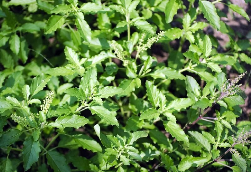 แกล้งกะเพรา