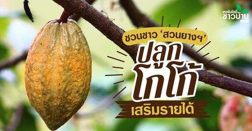 อีก30ปีช็อกโกแลตจะขาดตลาดโลก!