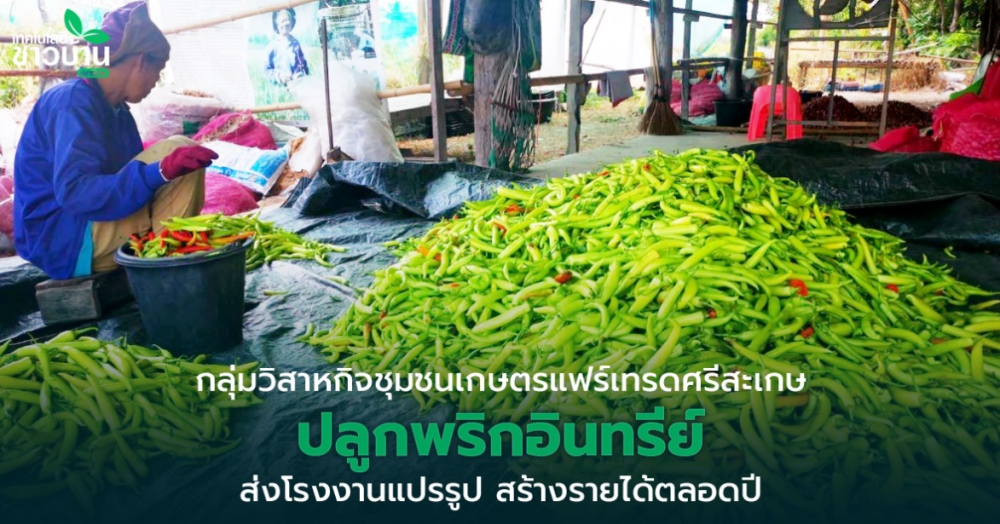 “กลุ่มวิสาหกิจชุมชนเกษตรแฟร์เทรดศรีสะเกษ”