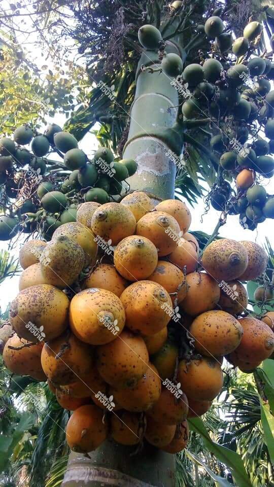 “หมาก”พืชสร้างรายได้มาแรง